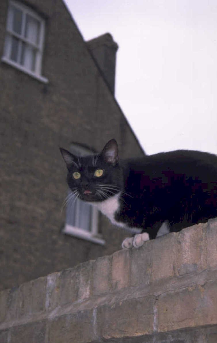 black cat brick 1980s 1990s A4 Photo Print