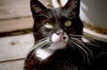 black cat deck 1980s 1990s A4 Photo Print