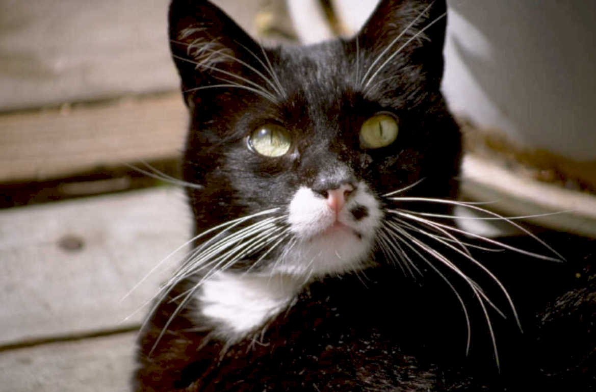 black cat deck 1980s 1990s A4 Photo Print