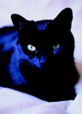 black cat green1980s 1990s A4 Photo Print