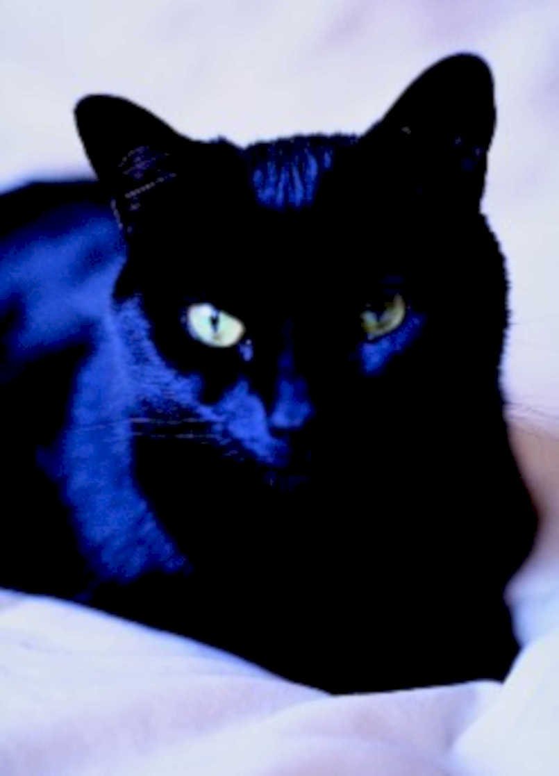 black cat green1980s 1990s A4 Photo Print