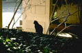 black cat ivy Vintage A4 Photo Print