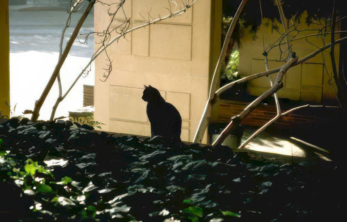 black cat ivy Vintage A4 Photo Print