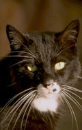 black cat portrait 1 1980s 1990s A4 Photo Print