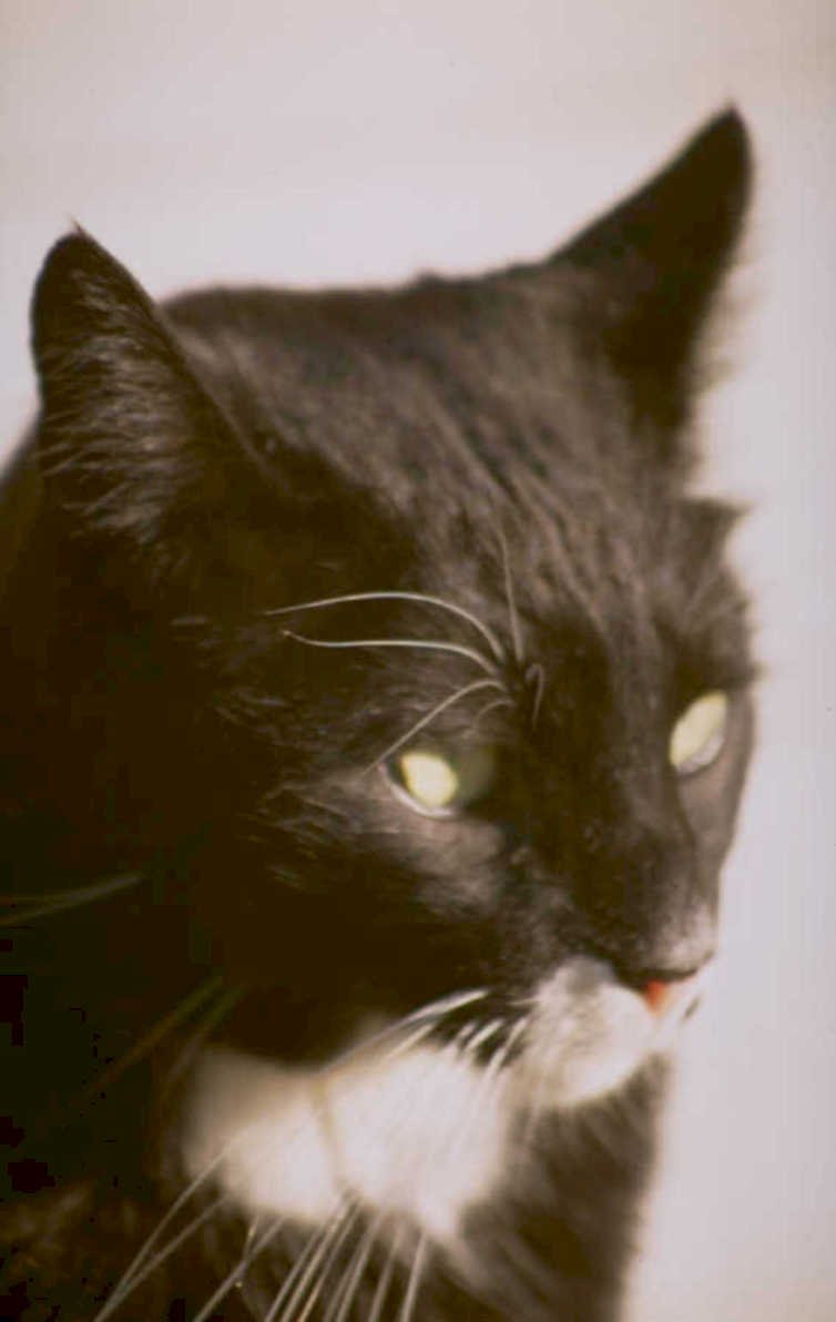 black cat portrait 2 1980s 1990s A4 Photo Print