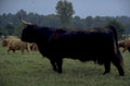 black cattle bull 1980s 1990s A4 Photo Print