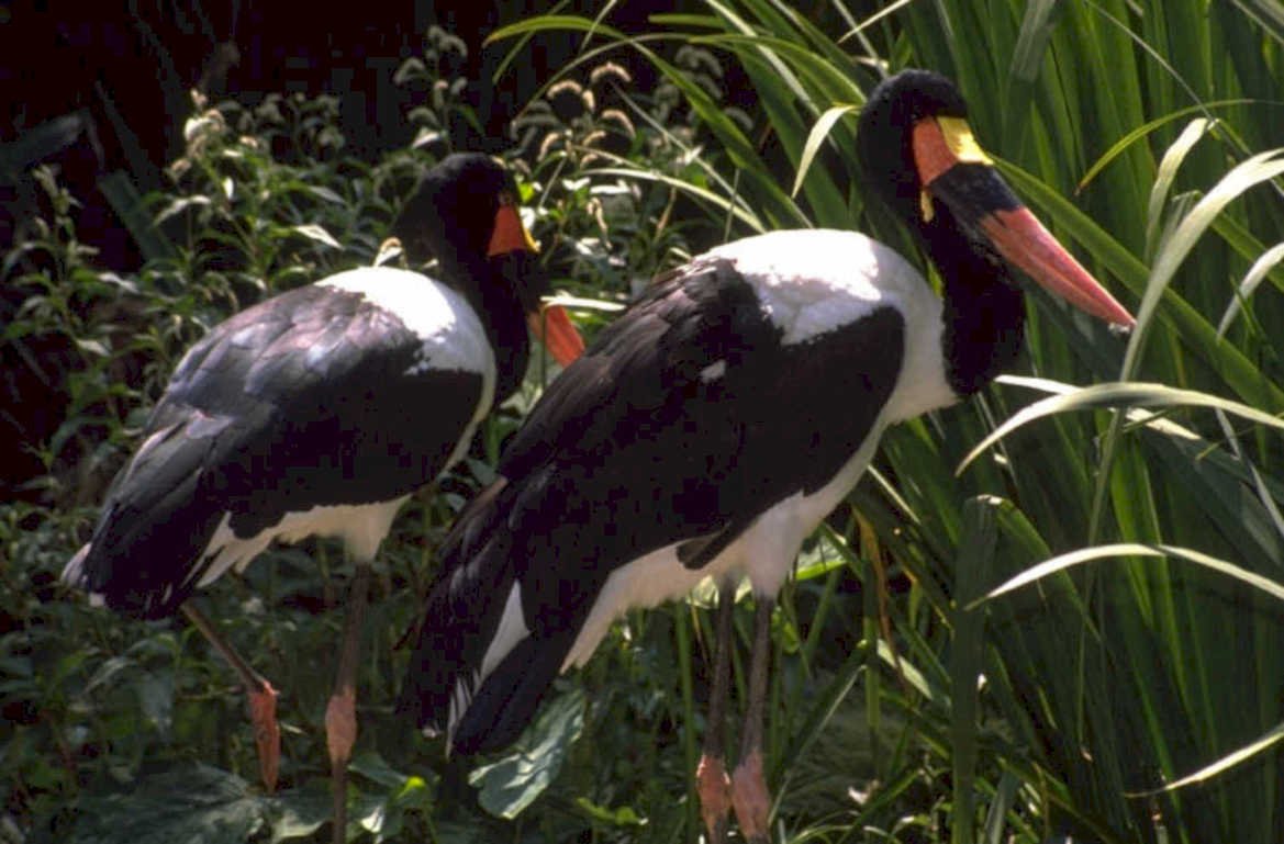 black collared aracaris 1980s 1990s A4 Photo Print