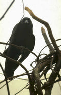 black crow nest Vintage A4 Photo Print