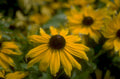 black eyed susan 1980s 1990s A4 Photo Print