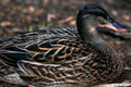 black faced duck1980s 1990s A4 Photo Print