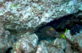 black fish cave Vintage A4 Photo Print