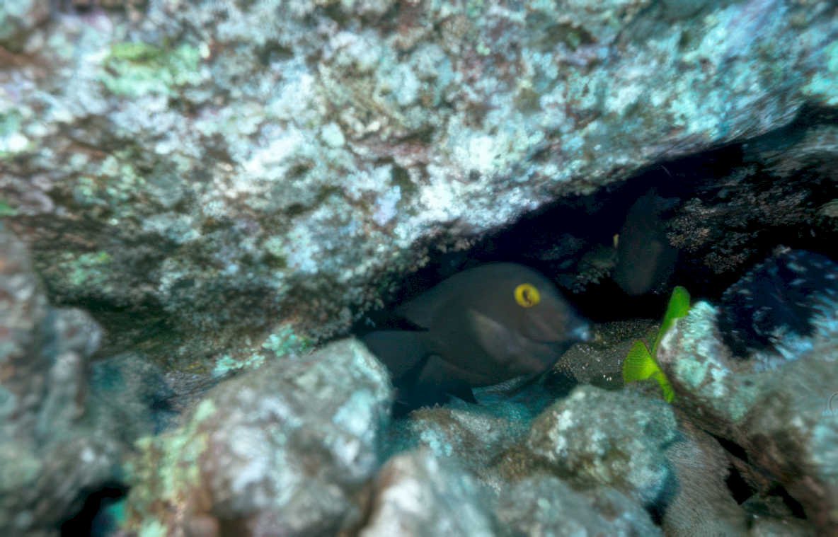 black fish cave Vintage A4 Photo Print