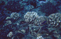 black fish coral 1980s 1990s A4 Photo Print