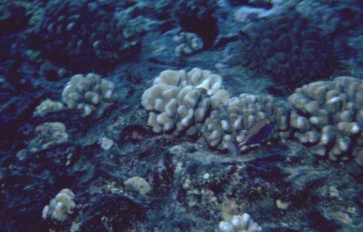black fish coral 1980s 1990s A4 Photo Print