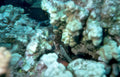 black fish reef Vintage A4 Photo Print