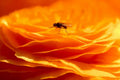 black fly rose1980s 1990s A4 Photo Print