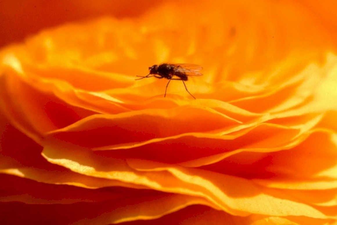 black fly rose1980s 1990s A4 Photo Print