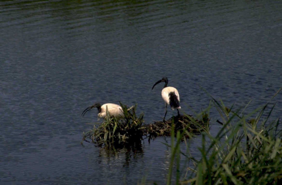 black headed ibises 1980s 1990s A4 Photo Print