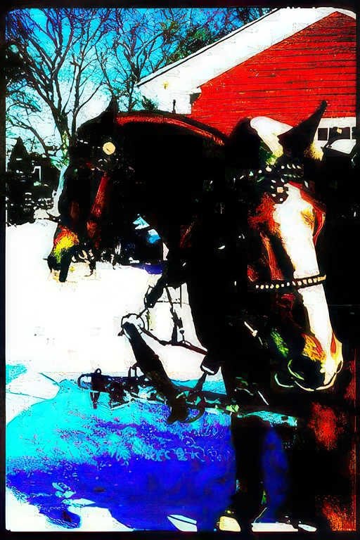 black horse snow Vintage A4 Photo Print