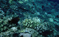 black humpback grouper Vintage A4 Photo Print