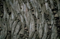 black lava rootfronds Vintage A4 Photo Print