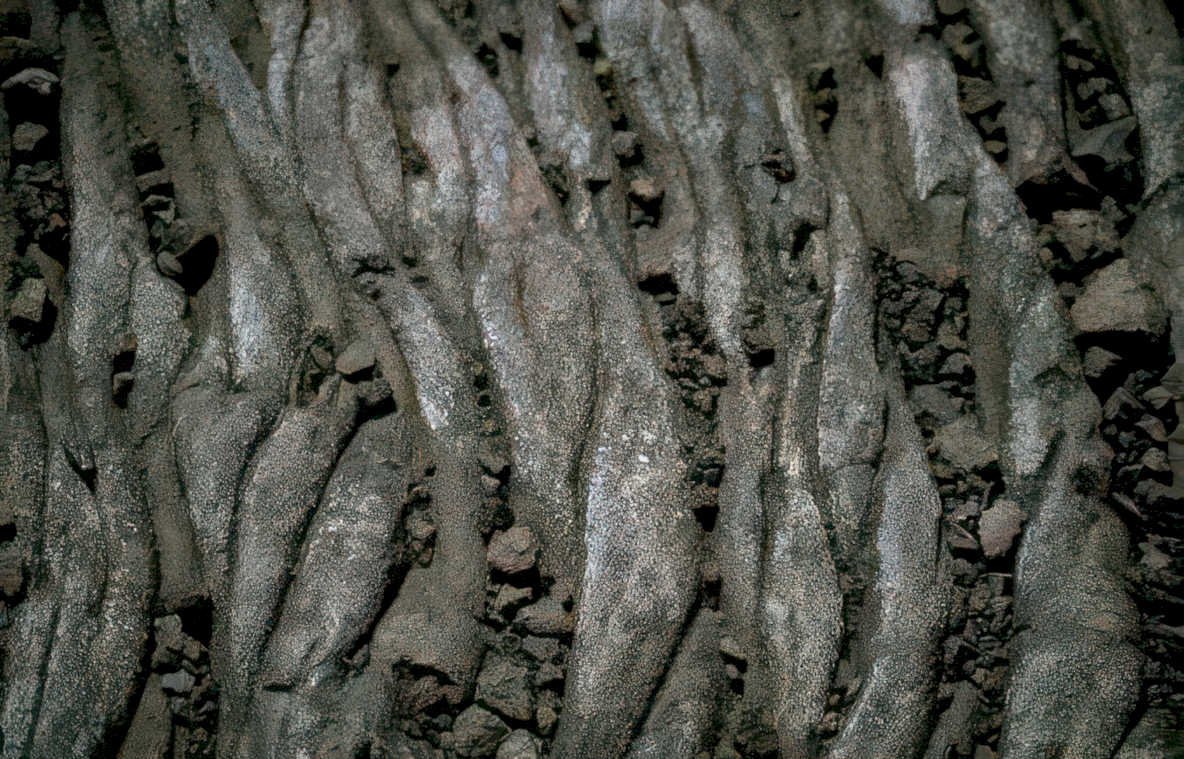 black lava rootfronds Vintage A4 Photo Print