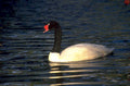 black necked swan 1980s 1990s A4 Photo Print