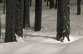 black pine snow 1980s 1990s A4 Photo Print