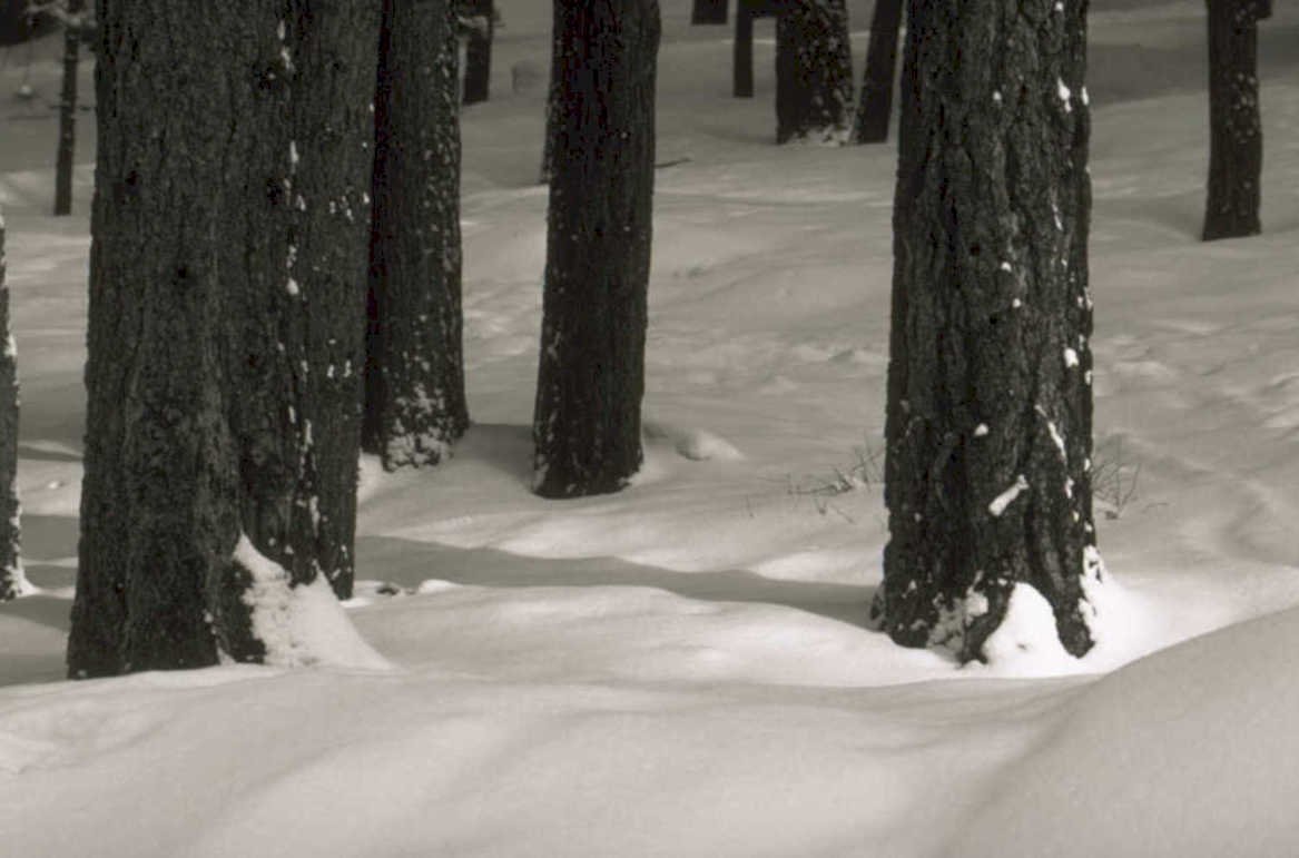 black pine snow 1980s 1990s A4 Photo Print