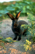 black rabbit garden Vintage A4 Photo Print