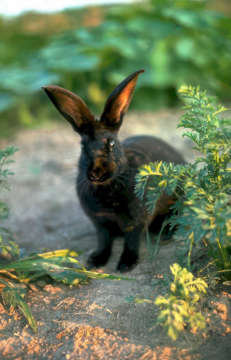 black rabbit garden Vintage A4 Photo Print