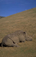 black rhino 1980s 1990s A4 Photo Print