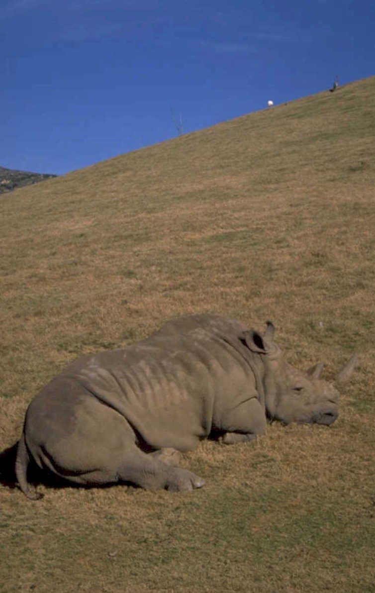 black rhino 1980s 1990s A4 Photo Print