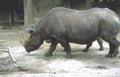 black rhino habitat Vintage A4 Photo Print