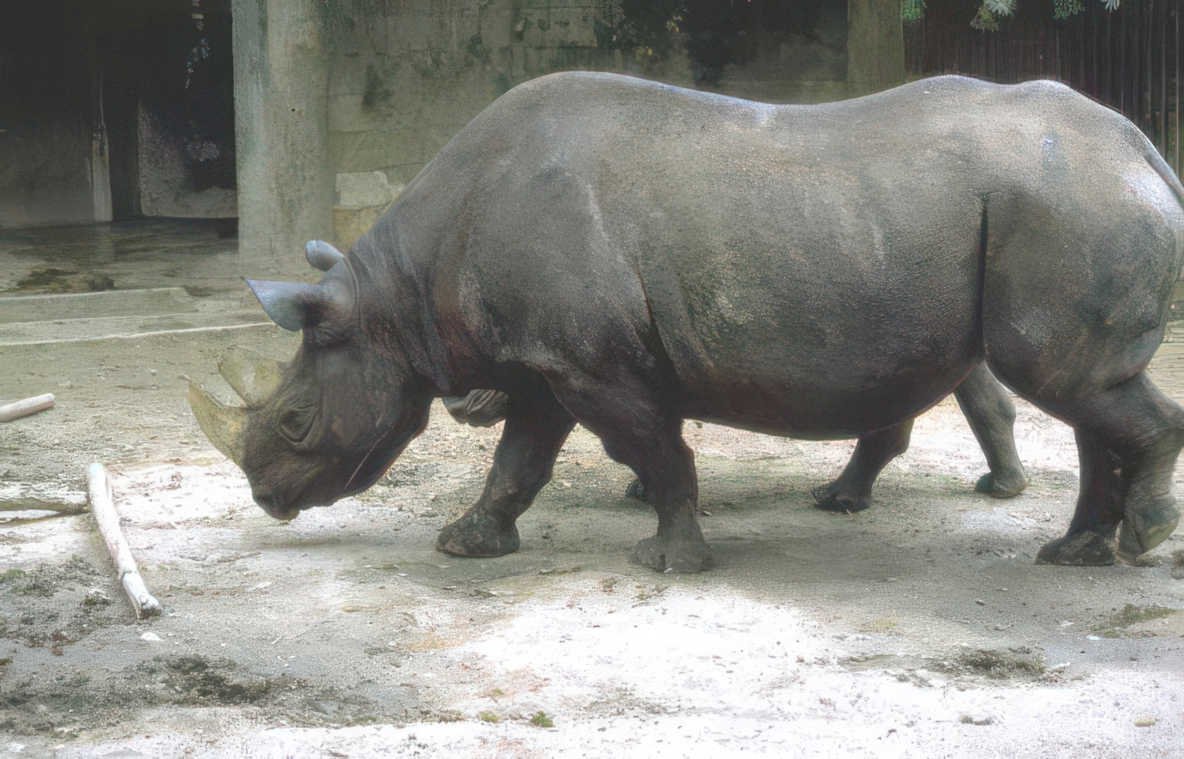 black rhino habitat Vintage A4 Photo Print