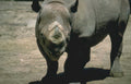 black rhino portrait 1 Vintage A4 Photo Print