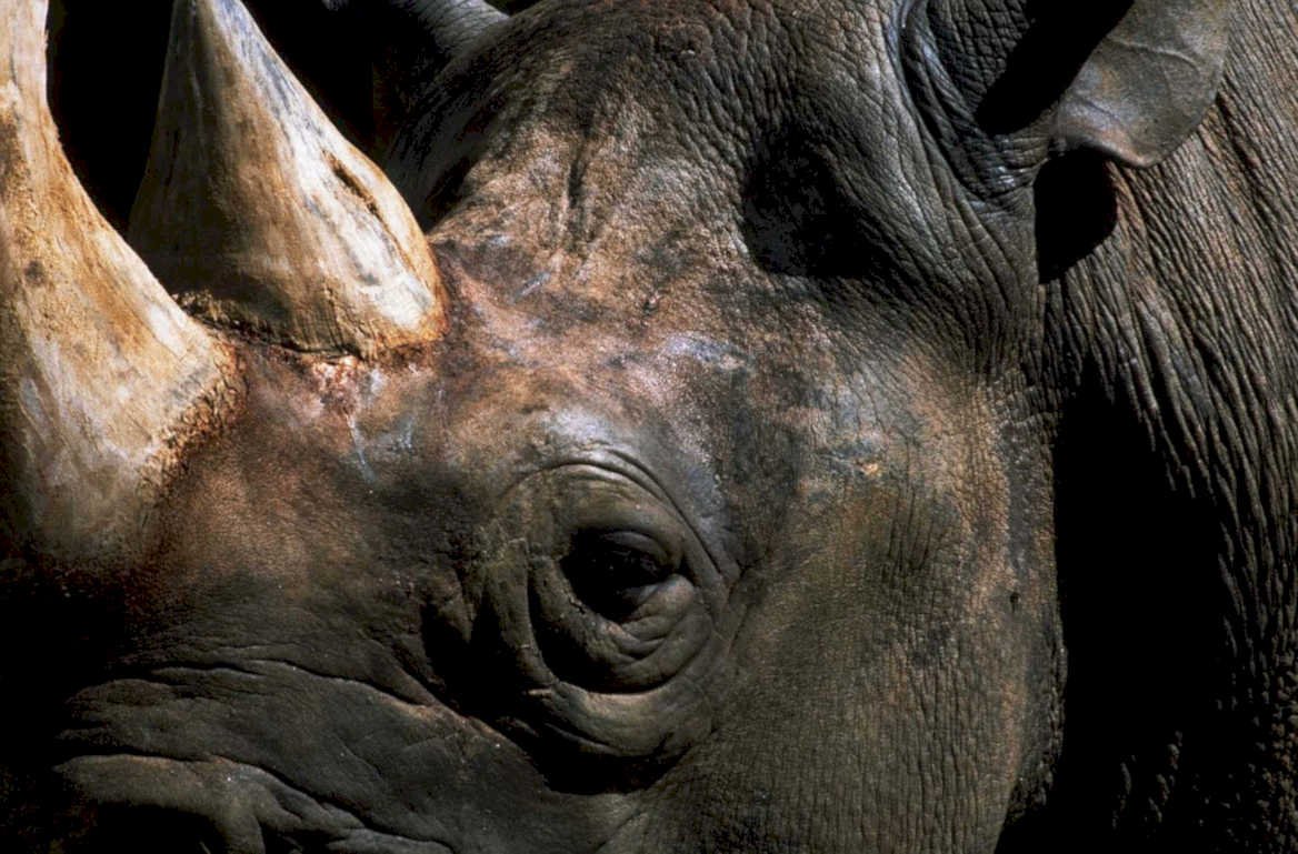 black rhino portrait 11980s 1990s A4 Photo Print