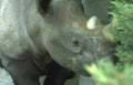 black rhino portrait 2 Vintage A4 Photo Print