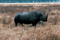 black rhino savanna 11980s 1990s A4 Photo Print