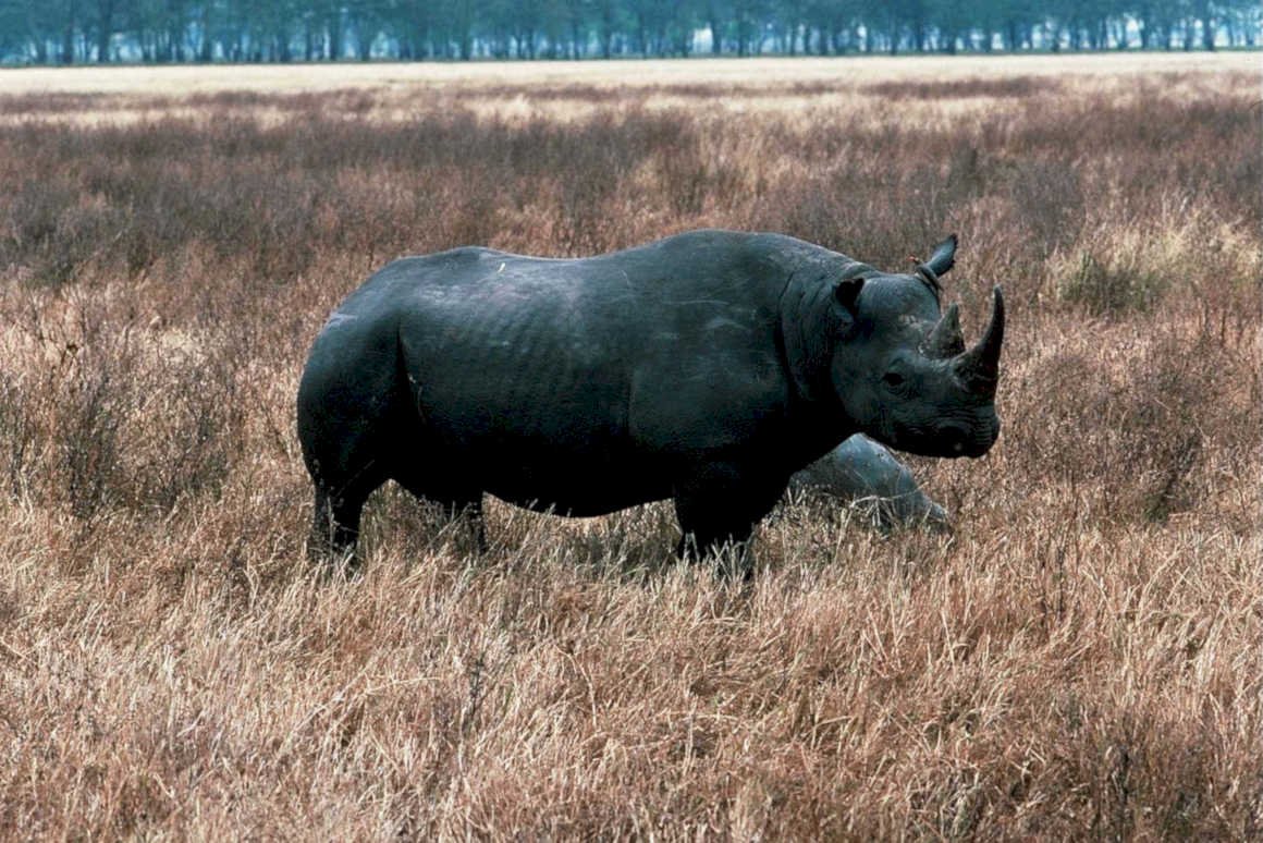 black rhino savanna 11980s 1990s A4 Photo Print