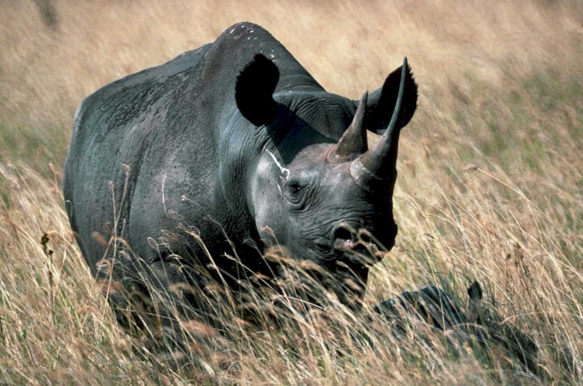 black rhino savanna 21980s 1990s A4 Photo Print