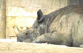 black rhino sleep Vintage A4 Photo Print
