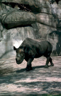 black rhino zoo 1 Vintage A4 Photo Print