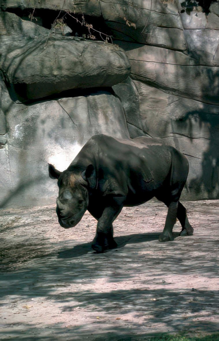 black rhino zoo 1 Vintage A4 Photo Print