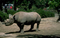 black rhino zoo 2 Vintage A4 Photo Print