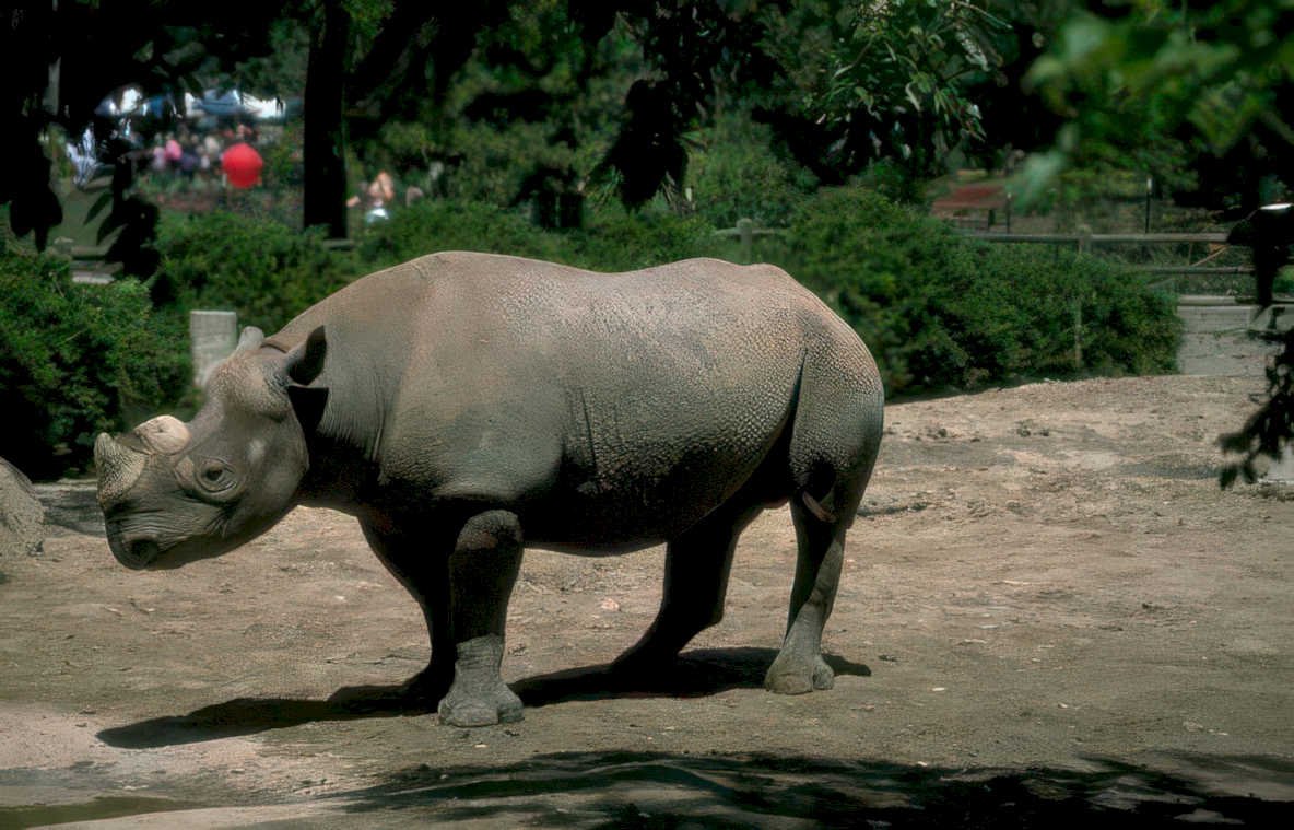 black rhino zoo 2 Vintage A4 Photo Print