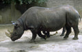 black rhino zoo 3 Vintage A4 Photo Print