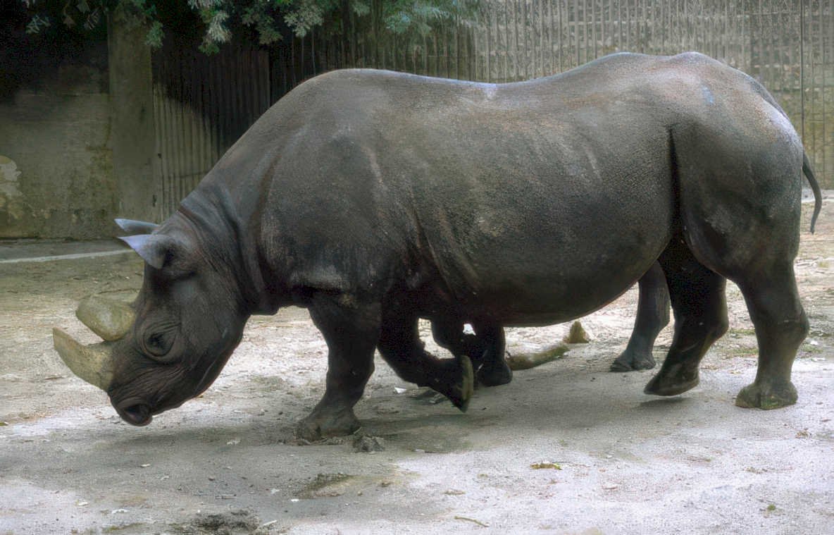 black rhino zoo 3 Vintage A4 Photo Print