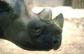 black rhinoceros headshot Vintage A4 Photo Print