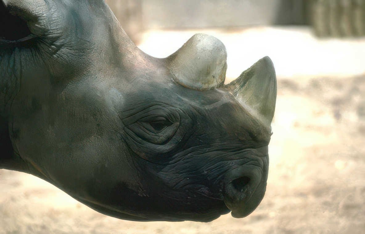 black rhinoceros headshot Vintage A4 Photo Print